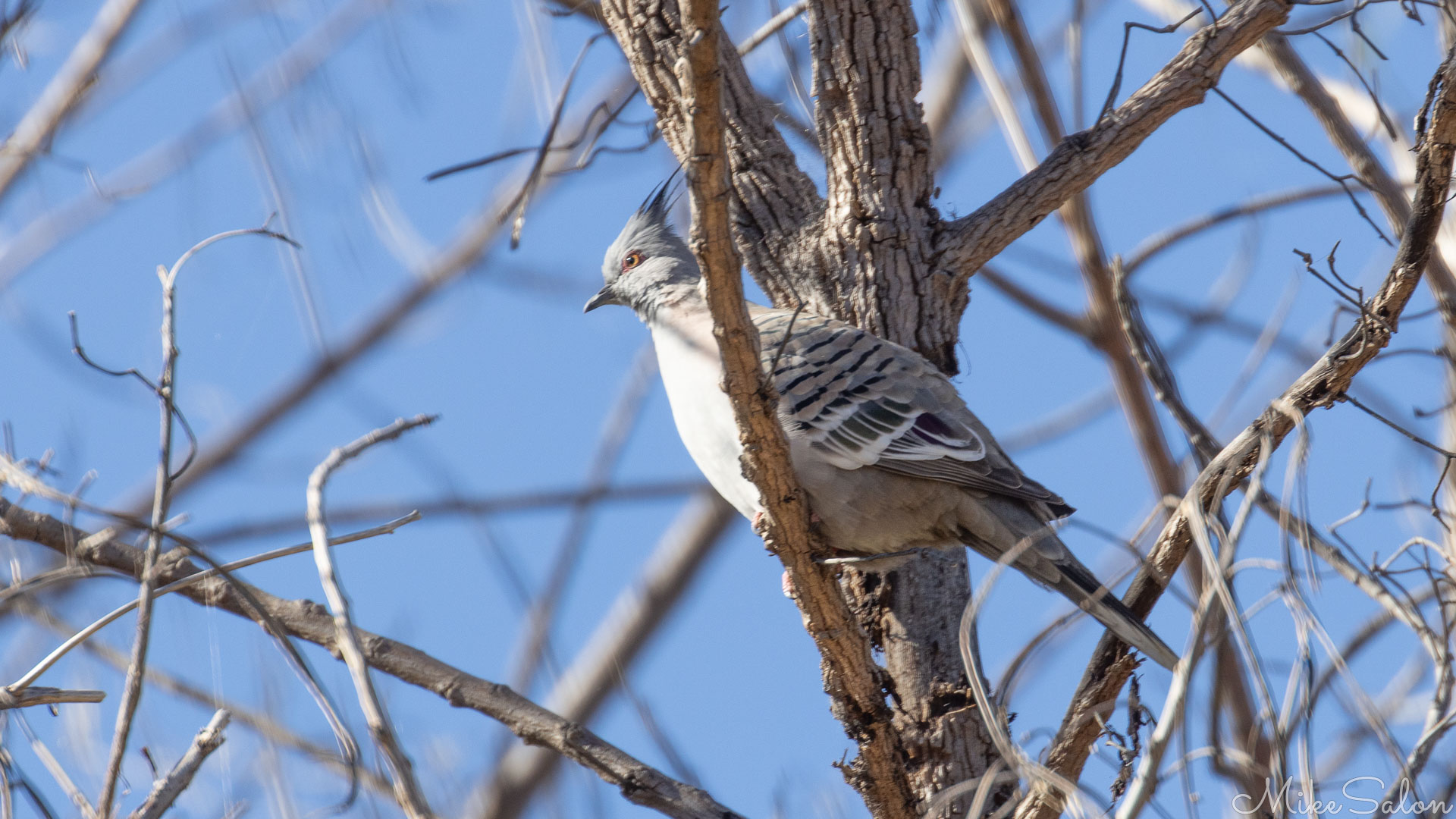 Crested pigeon in a tree. [6847]