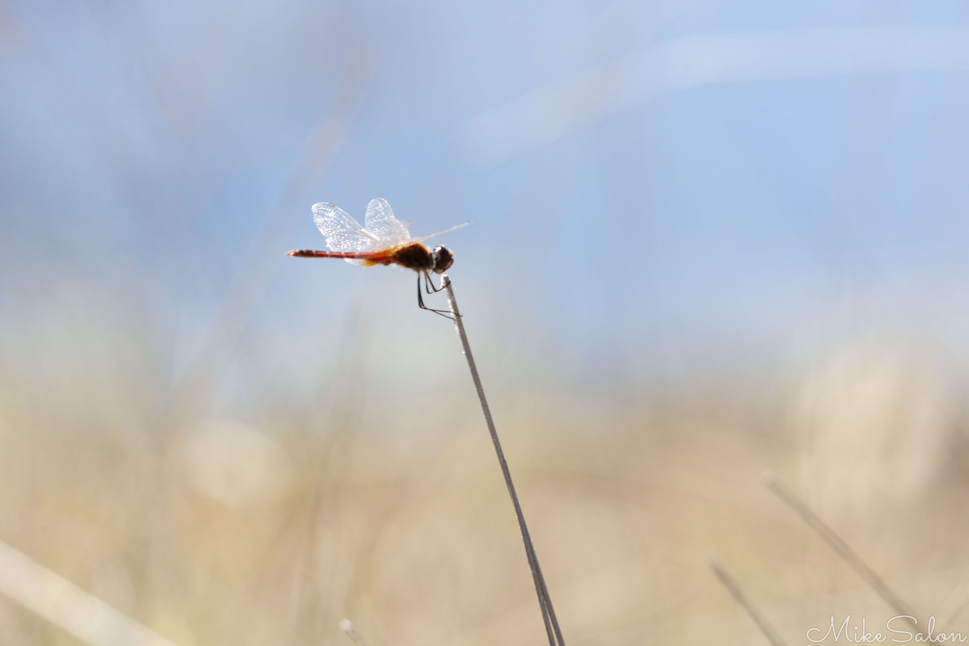 Scarlet percher dragonfly. [6868]