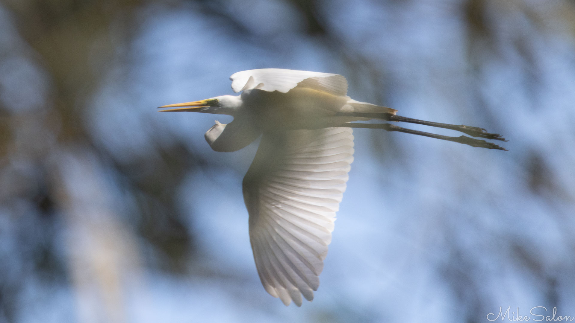 Eastern Great Egret in flight. [6978]