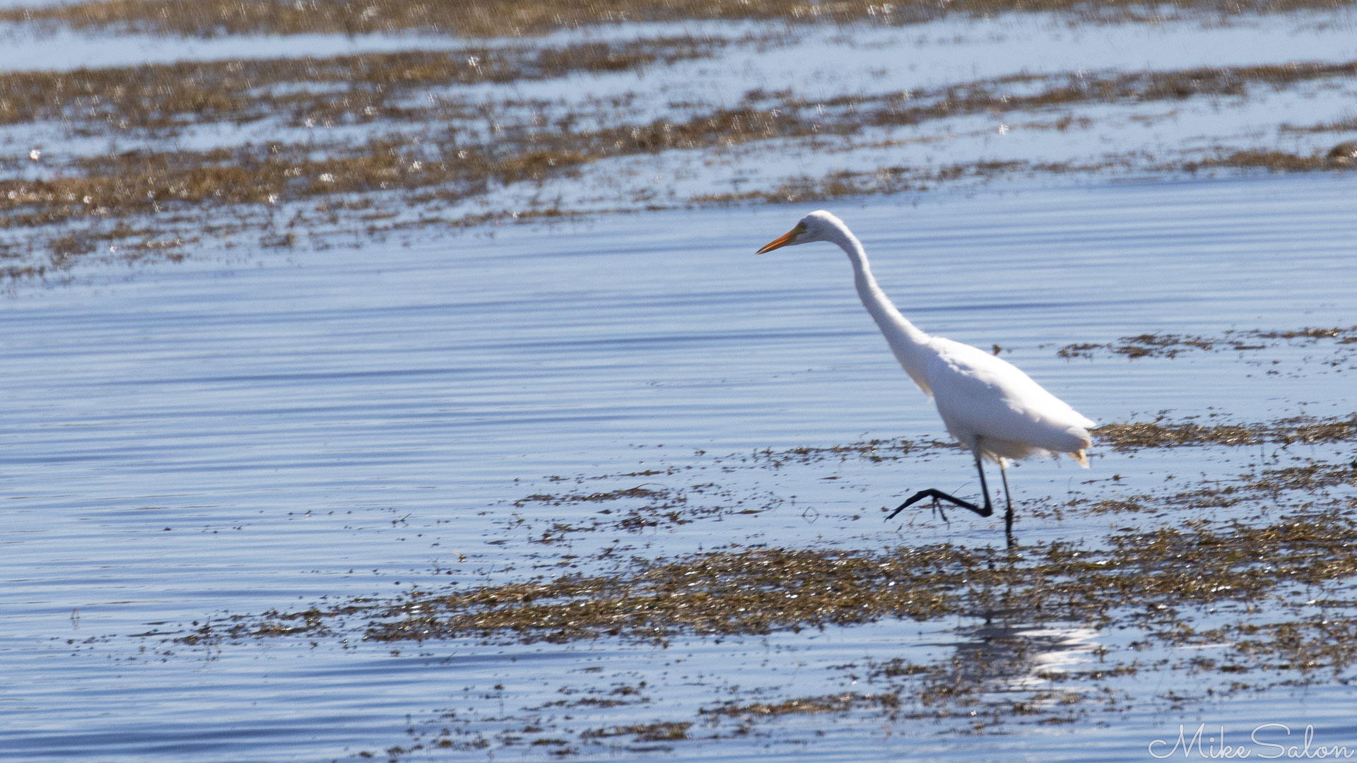 Eastern Great Egret stalking prey on the lake`s edge. [6925]