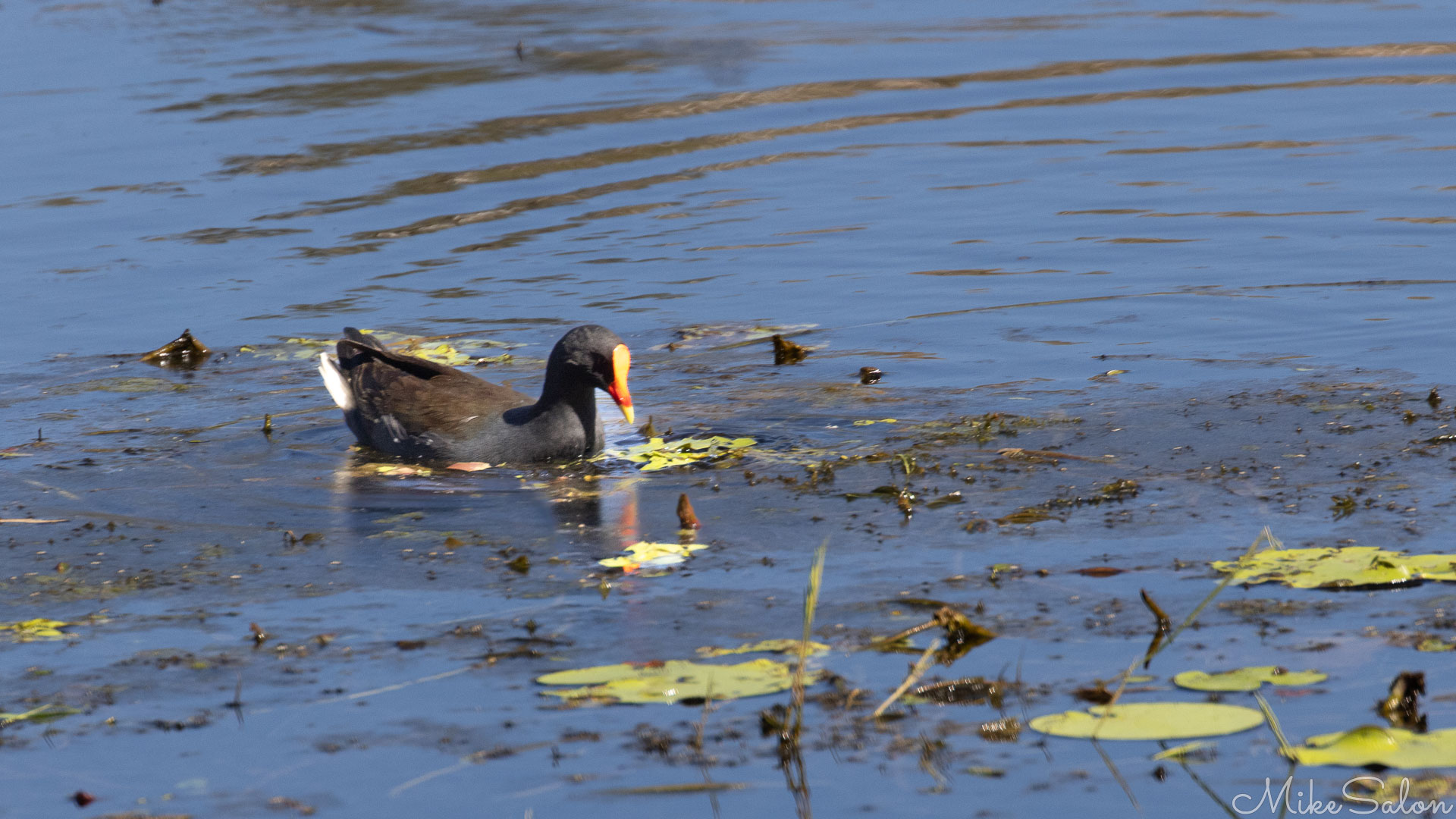 Dusky moorhen on the waters of Lake Moondarra. [6946]
