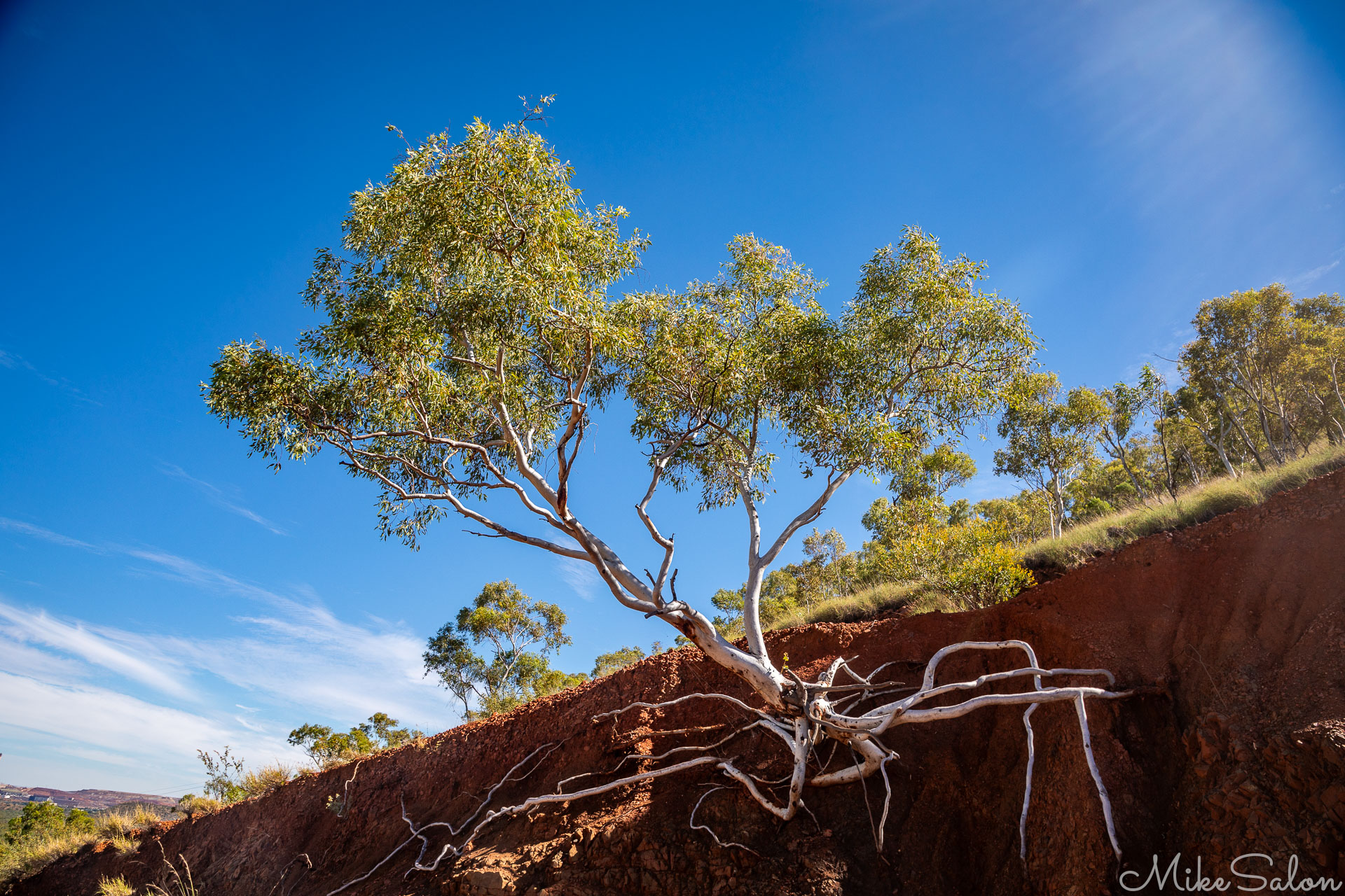 Tree clinging to a rock cliff up Telstra Hill. [0864]