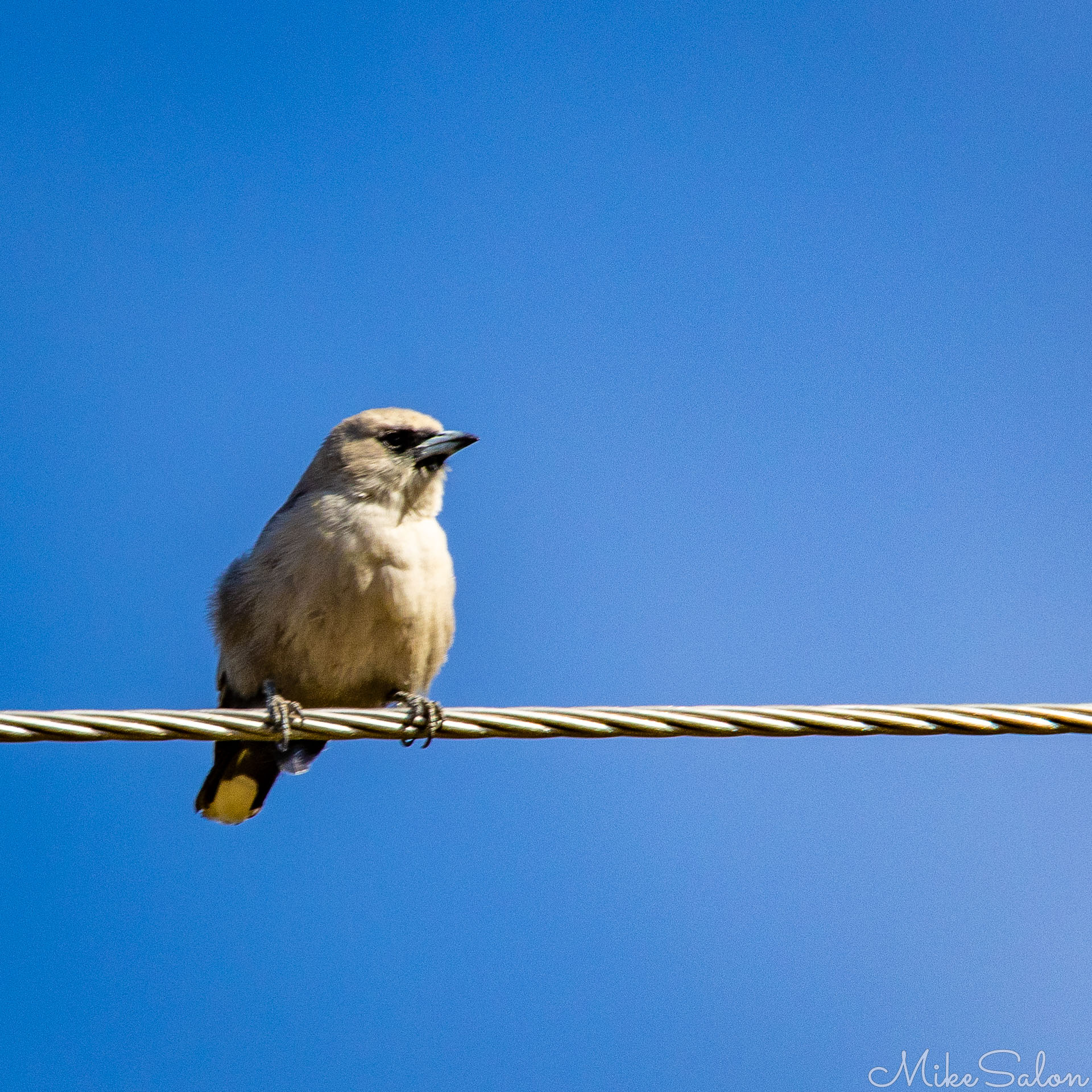 Little Woodswallow on a wire. [7079]