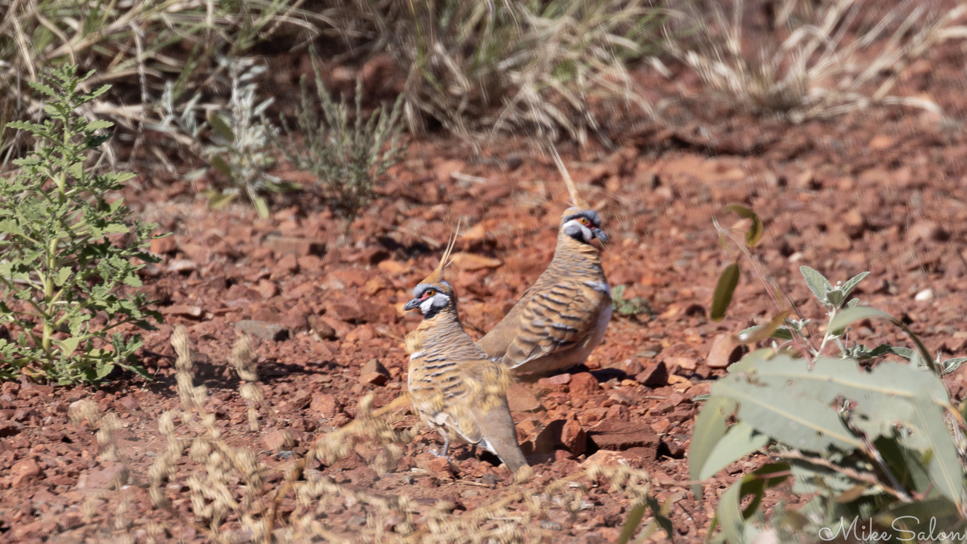 Spinifex pigeons on rocky ground. [7136]