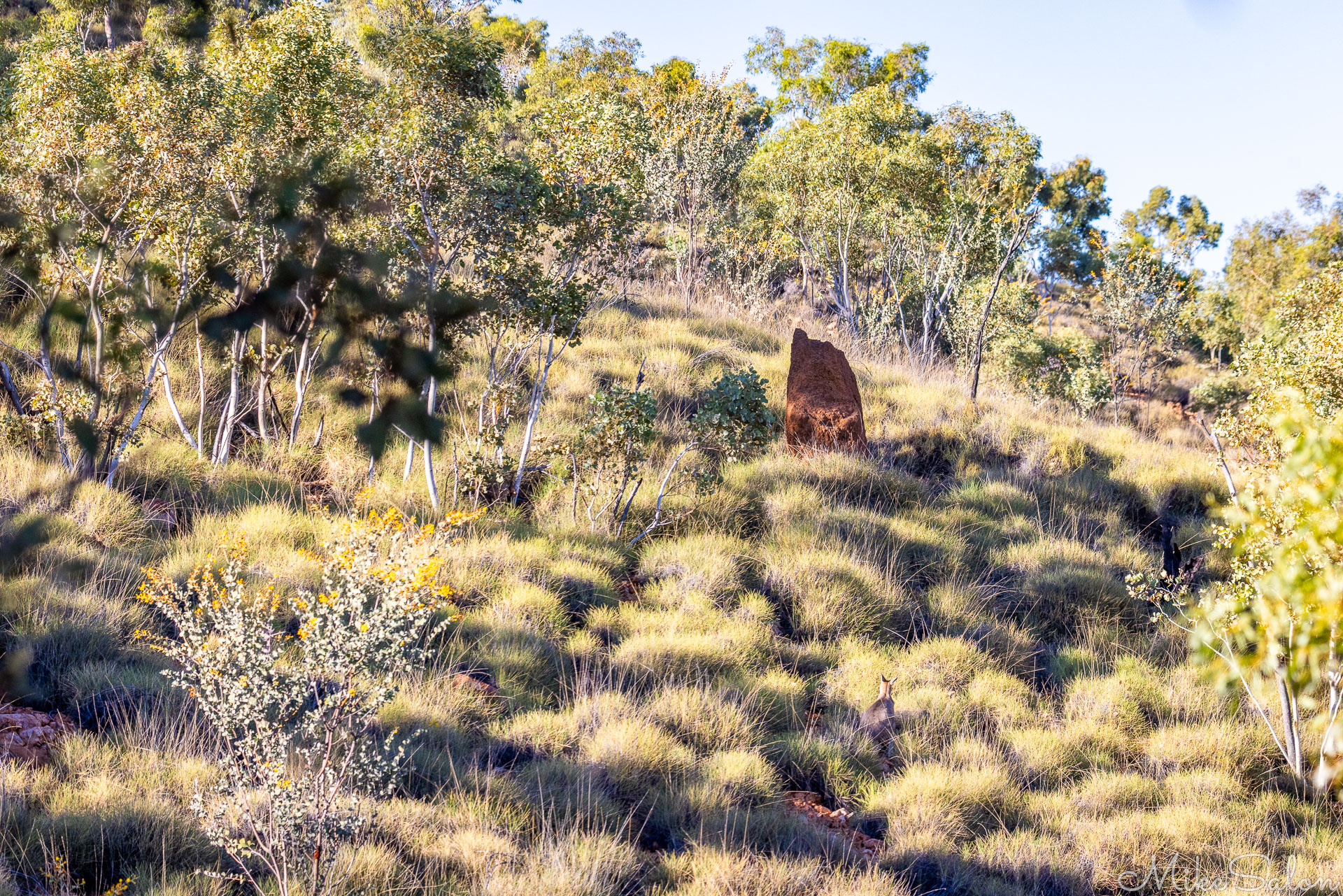 Spinifex clumbs on hilly, rocky ground. [7685]