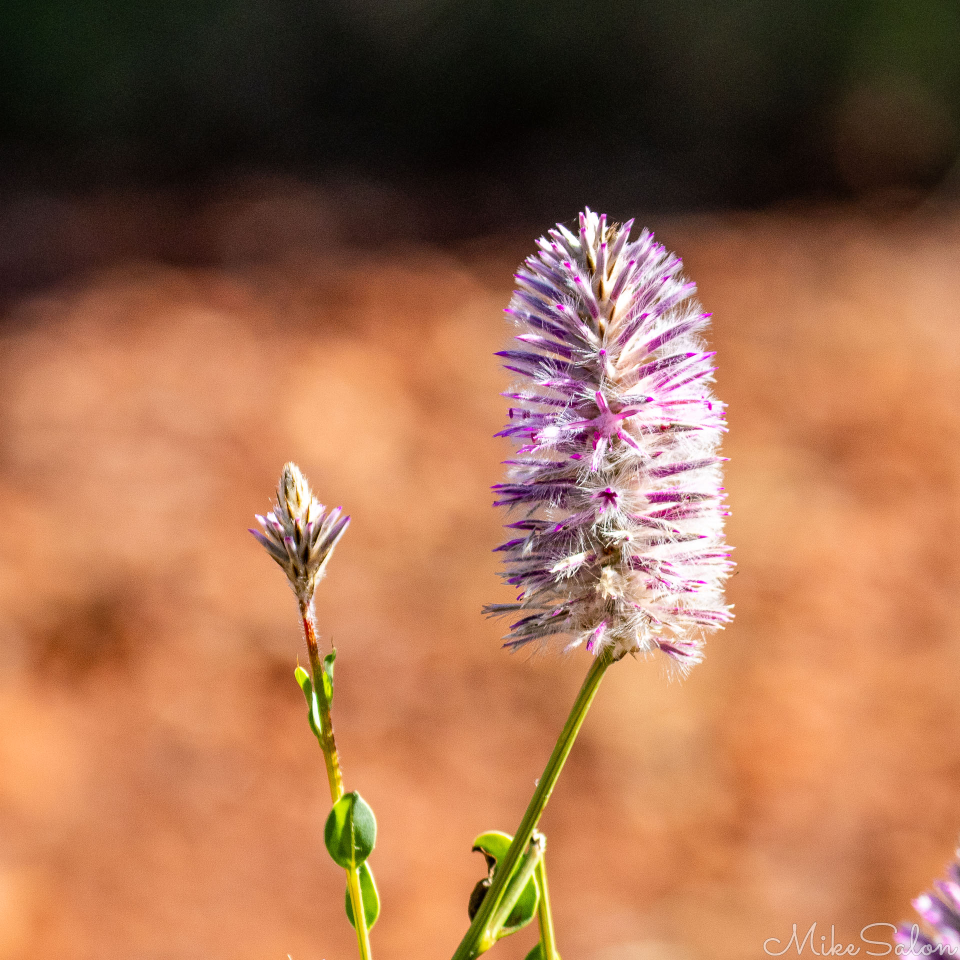 Purple pink colours of the Mulla Mulla. [7157]
