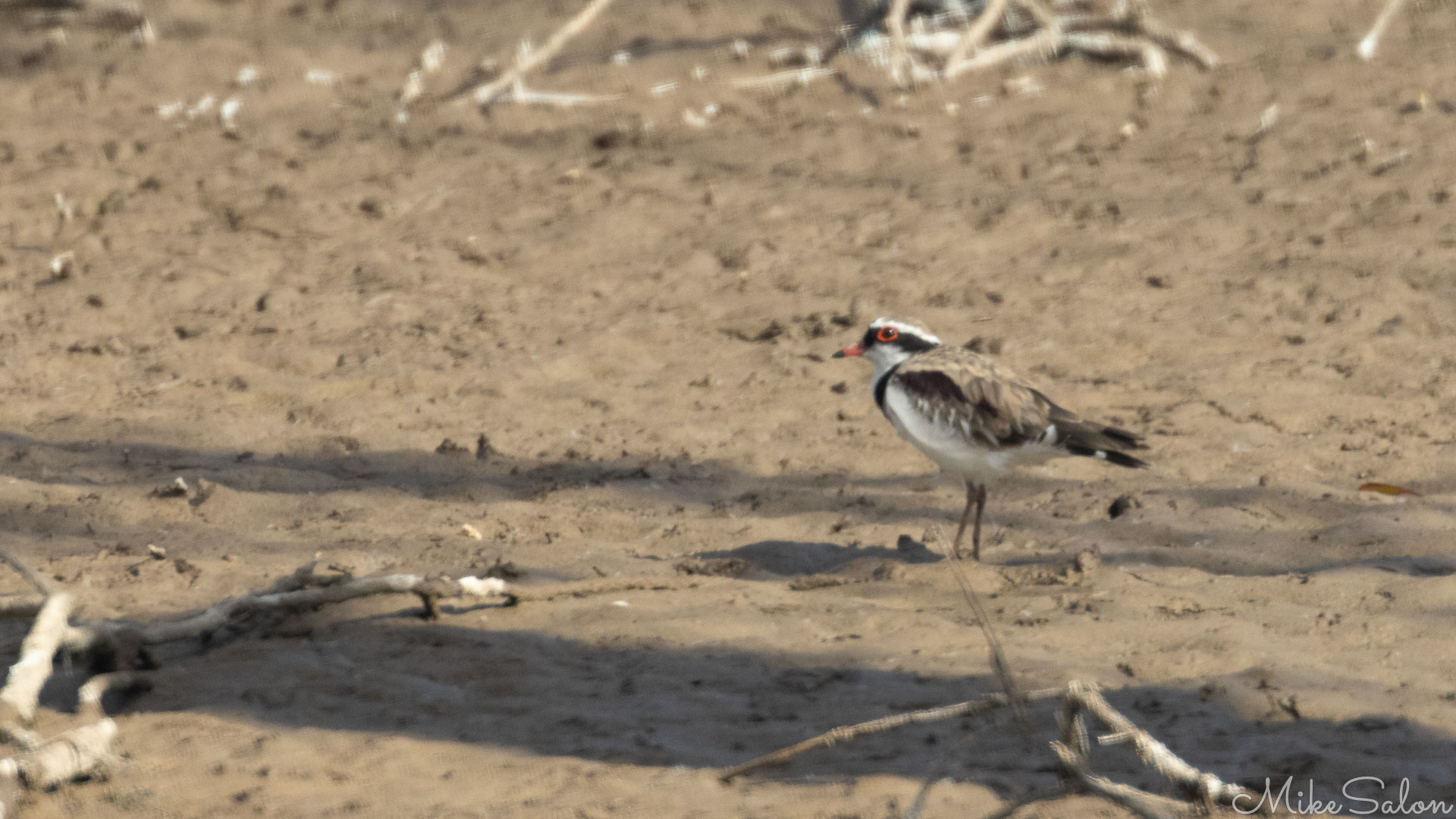 Black-fronted Dotterel on a dry river bed. [7185]