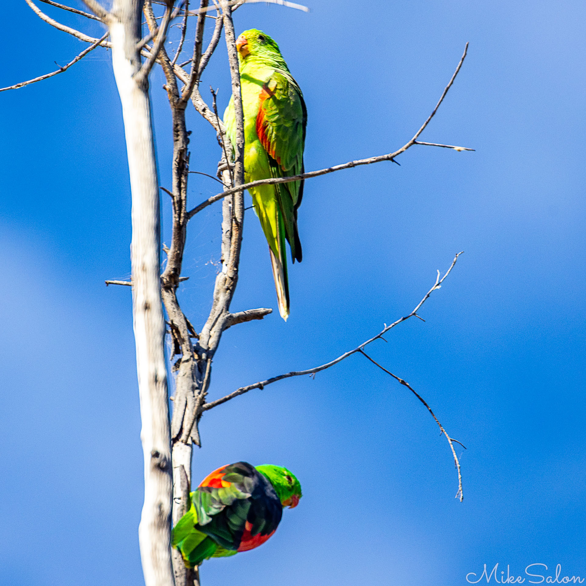 Two red-winged parrots on a dead tree in Mt Isa. [6649]