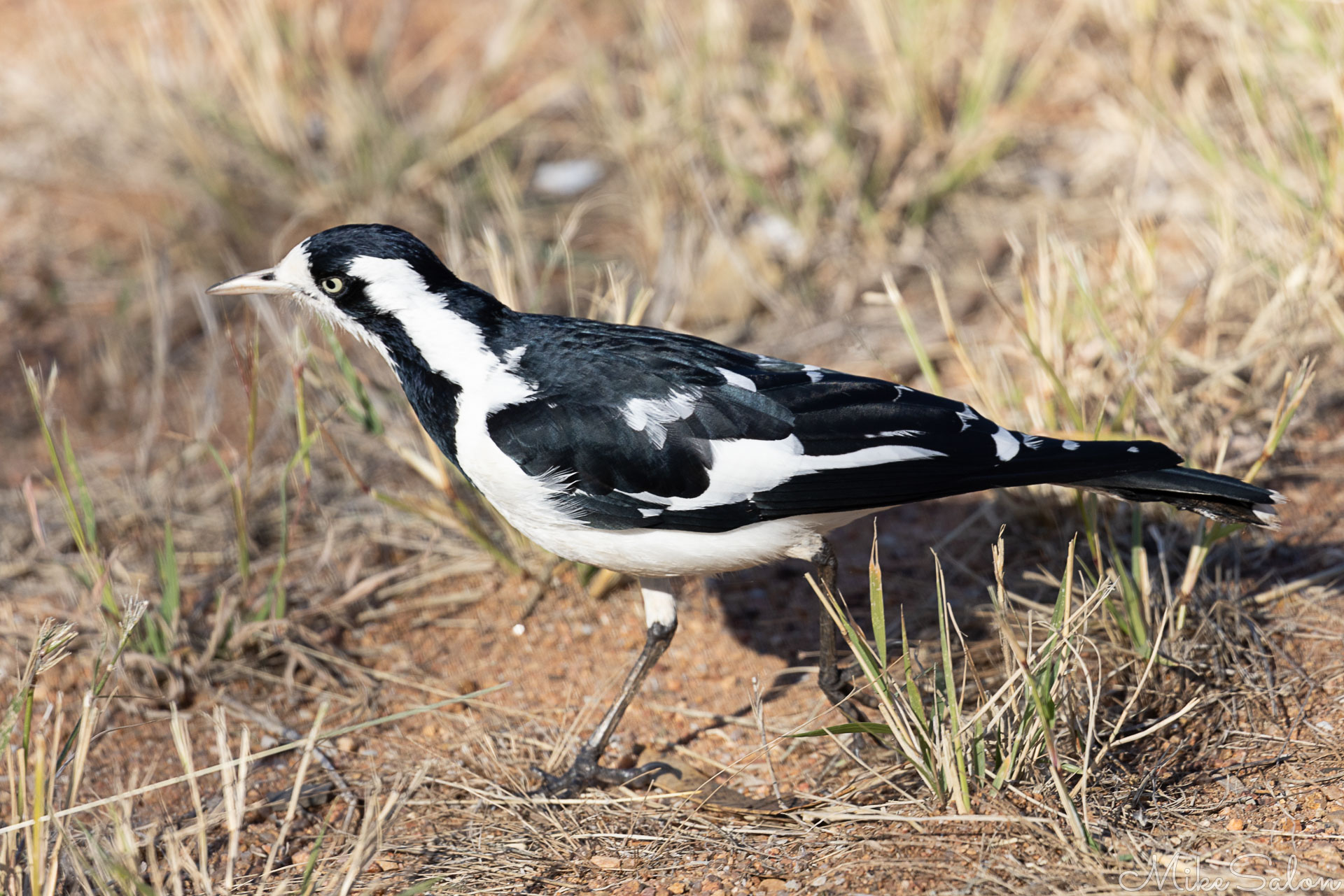 Magpie-larg foraging on the ground. [6718]