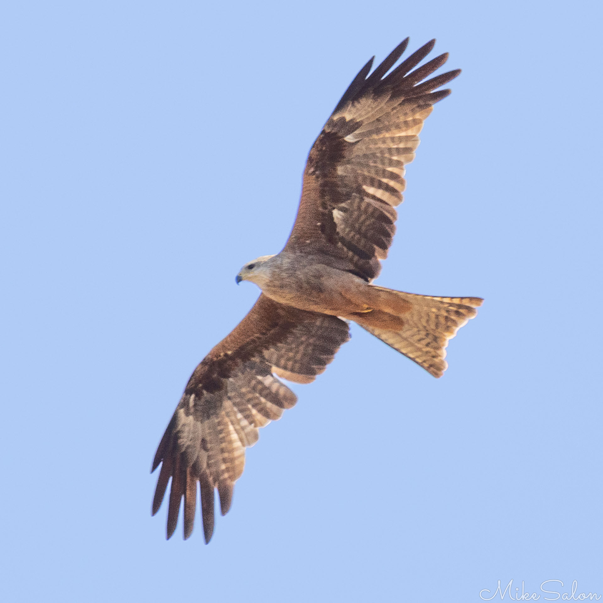 Black Kite on the wing, seen from underneath. [7169]