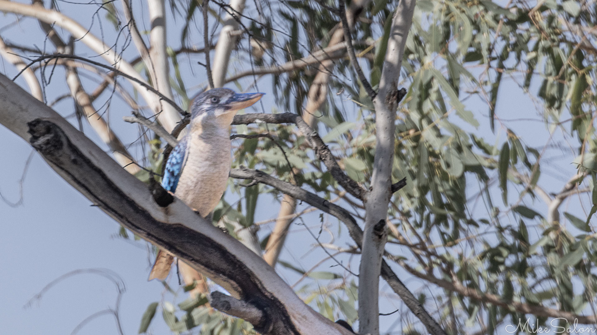 Blue-winged Kookaburra perched in a gum tree. [6725]