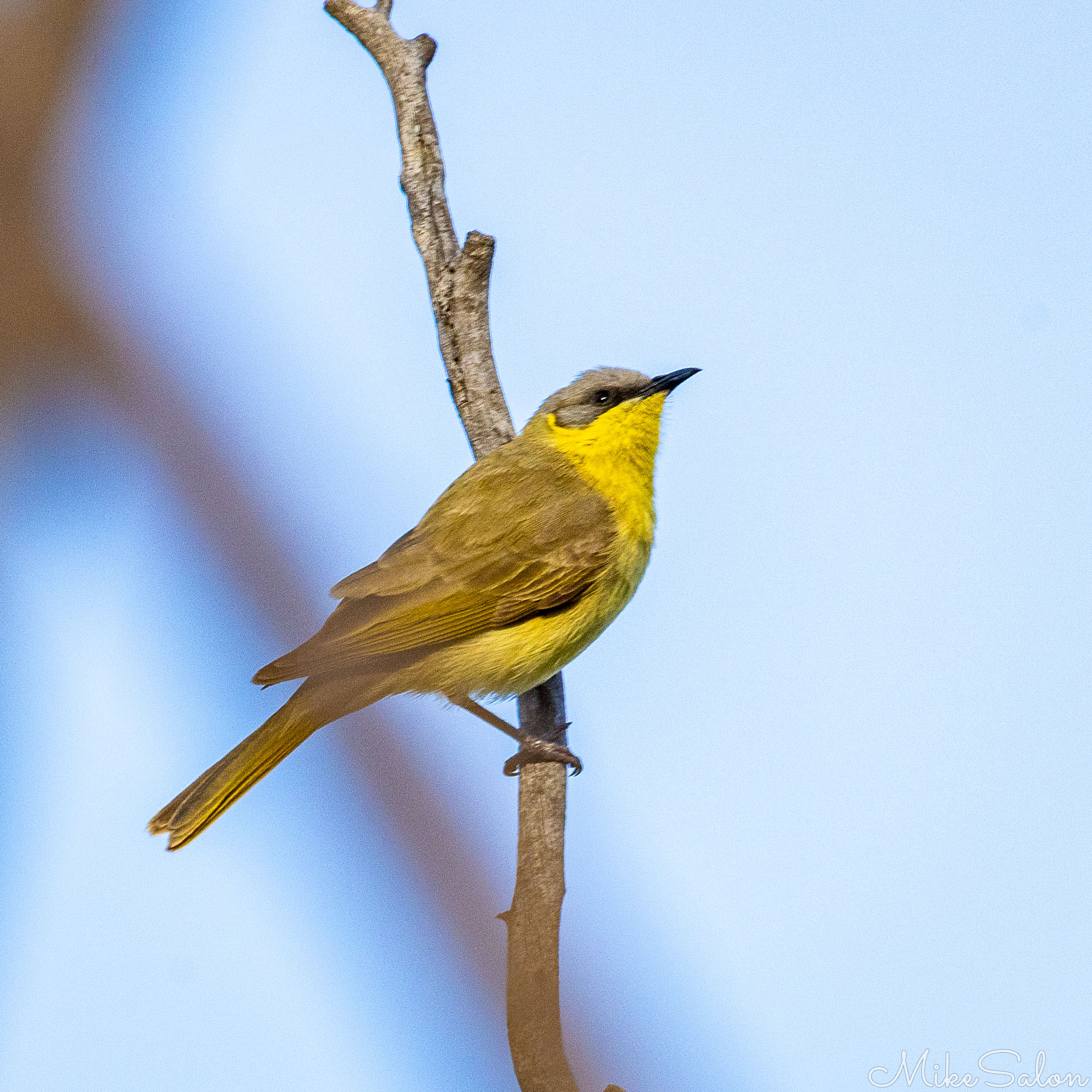 Grey-fronted Honeyeater in a dead tree. [7668]