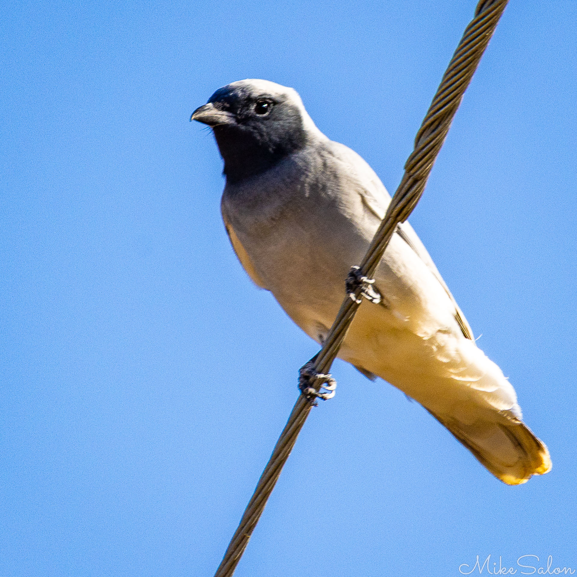 Black-faced Woodswallow perched on a taut wire. [7699]