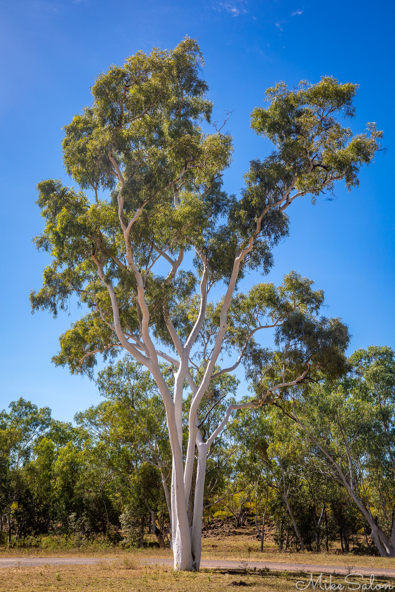 Tall and slender ghost gum, in Mark Kathleen township. [0904]