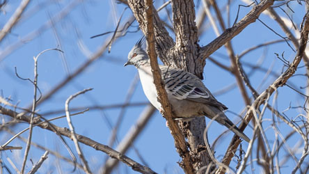 Crested Pigeon showing off his finest features in the trees by Lake Moondarra.  [6847]