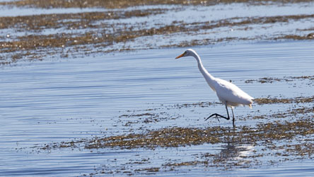 Easter Great Egrets feed by stalking fish, frogs, and insects in shallow water, moving with slow precision before striking lightning‑fast with that dagger‑like bill. [6925]