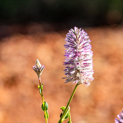 Delicate looking, but tough, the hardy Mulla Mulla adds colour and beauty to the harsh Queensland outback. [7157]