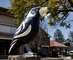 This big Australian Magpie near Muswellbrook Railway Station was carved from a single piece of wood by chainsaw artist Mark Ray. [5574]