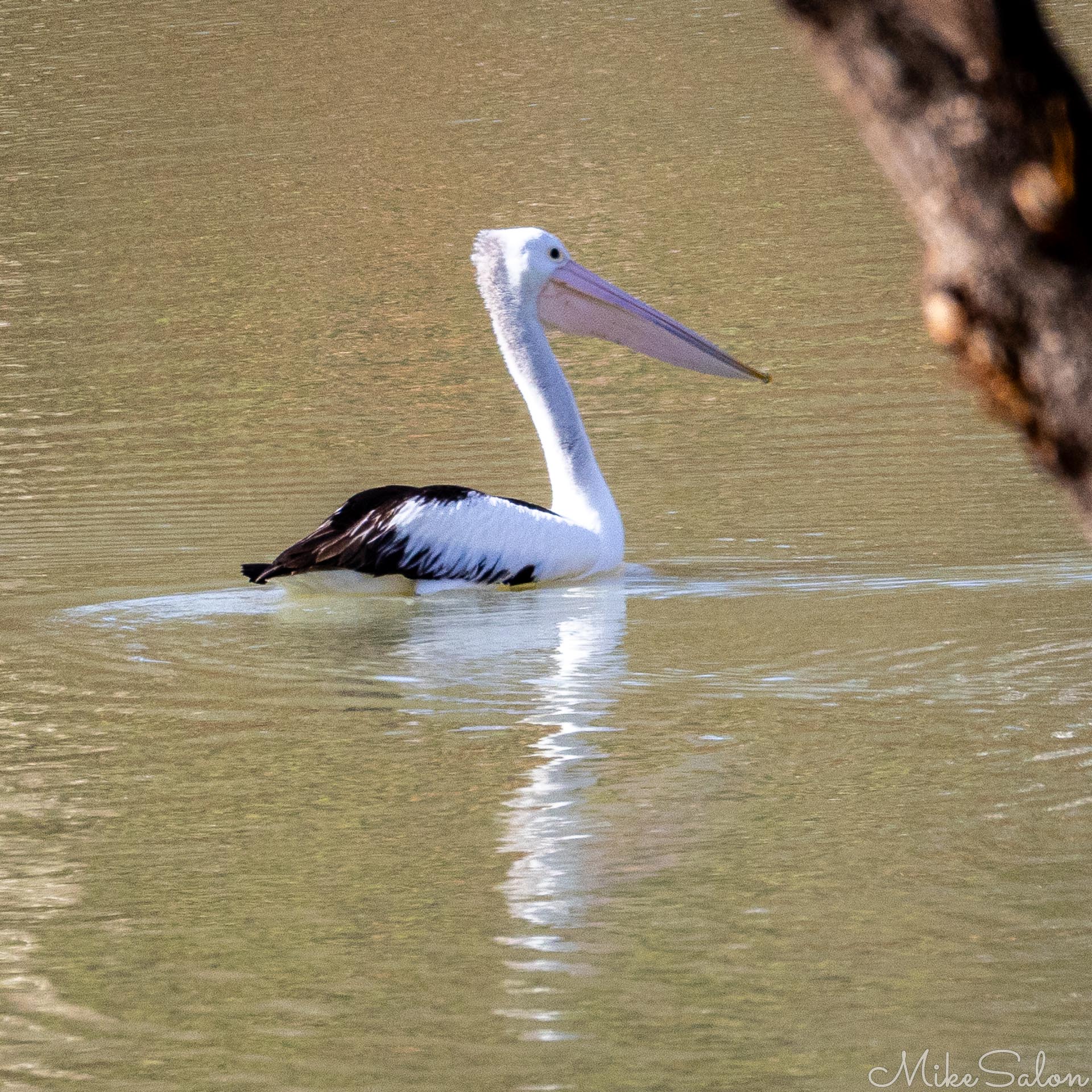 White pelican floating on calm river water with ripples and soft reflections.