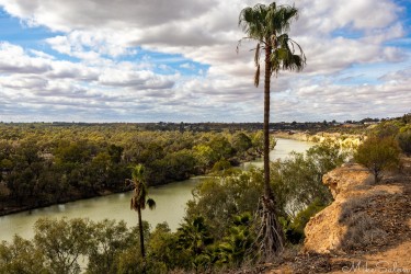 View of Murray River near Waikerie with tall palm tree, green vegetation, and cloudy sky.