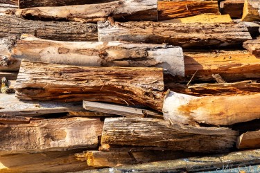 Pile of cut timber logs showing rough bark and smooth ends in natural light.