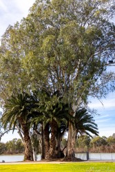 Group of tall trees including palms beside grassy area near river under blue sky.