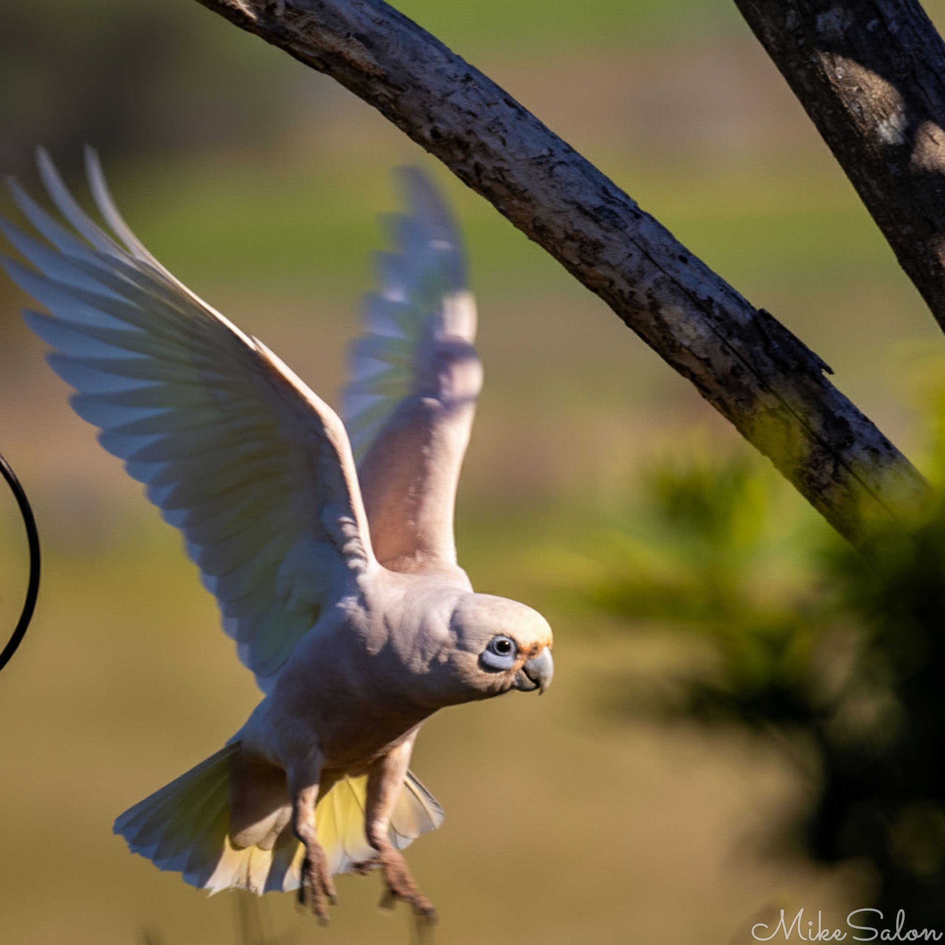 Little Corella with his distinctive blue skin around the eye, with wings up, in flight. [5477]
