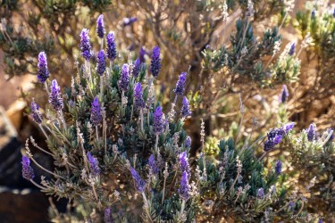 Close‑up of lavender flowers in sunlight with blurred background foliage.