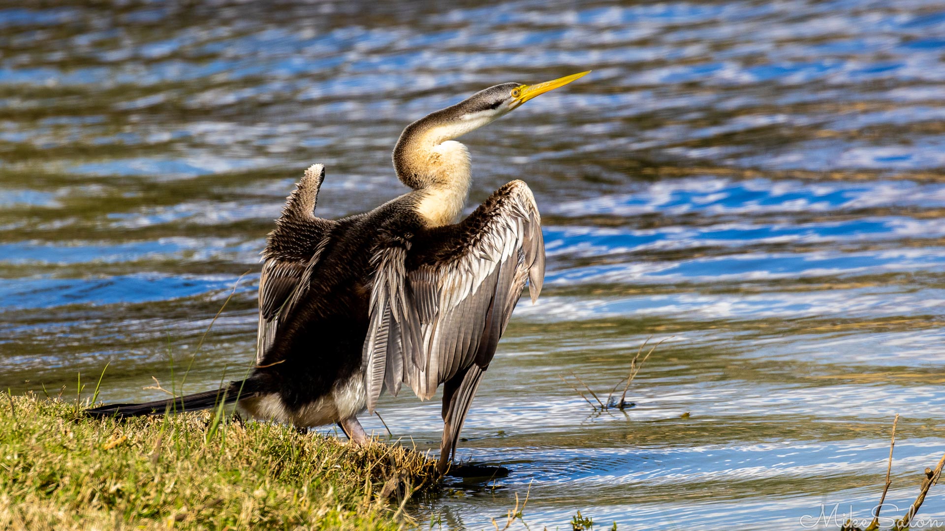 Long‑necked Australian Darter standing at water