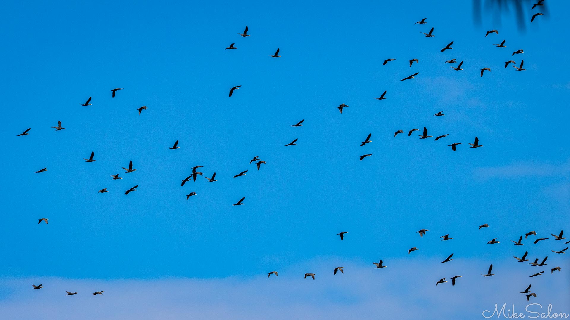 Group of dark birds flying against clear blue sky in scattered pattern.