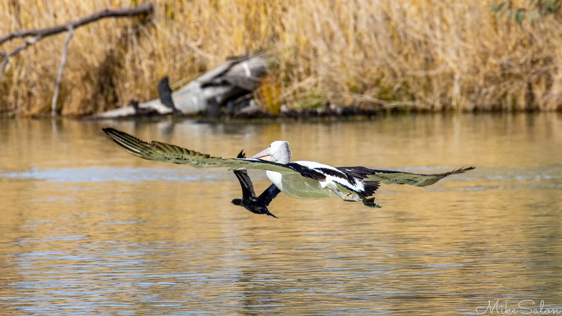 Two birds flying close together above calm water with reeds in background.