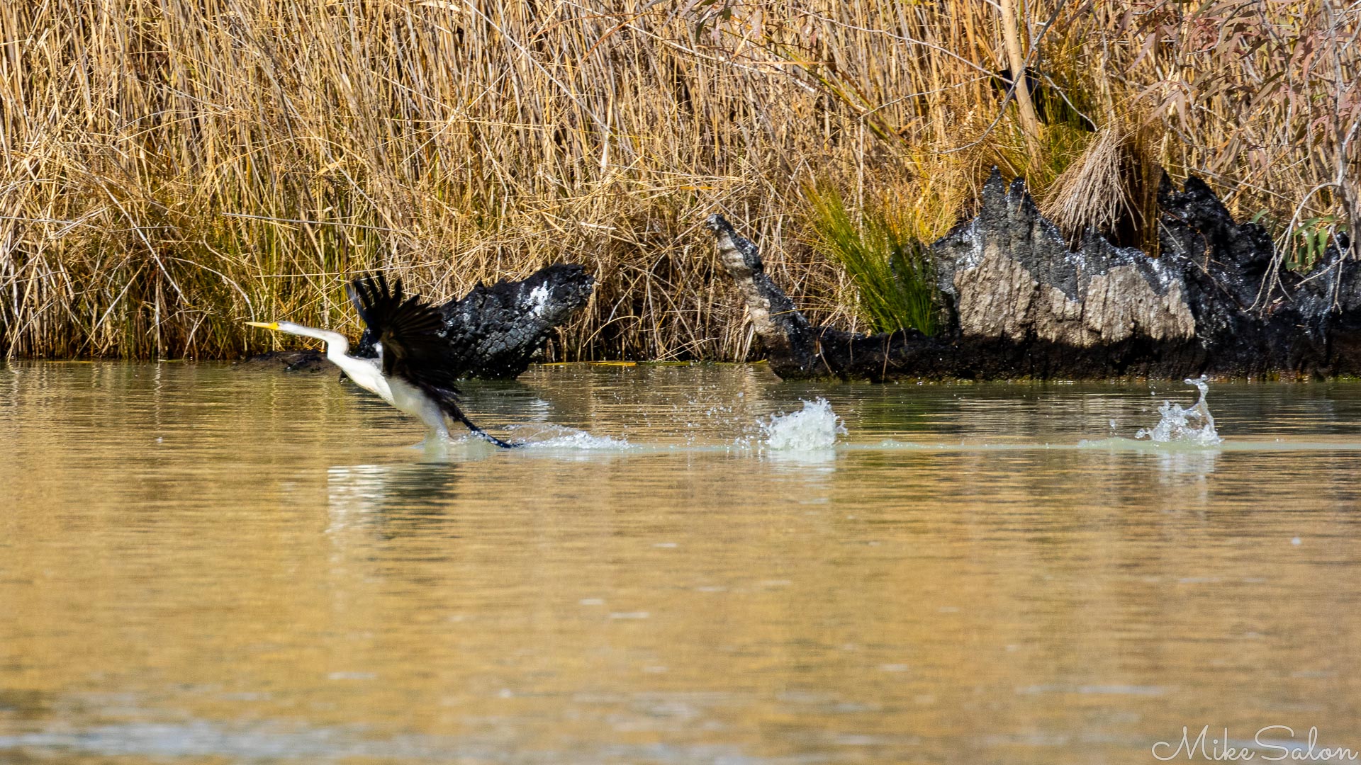 Bird taking off from water with splashes and extended wings near riverbank.