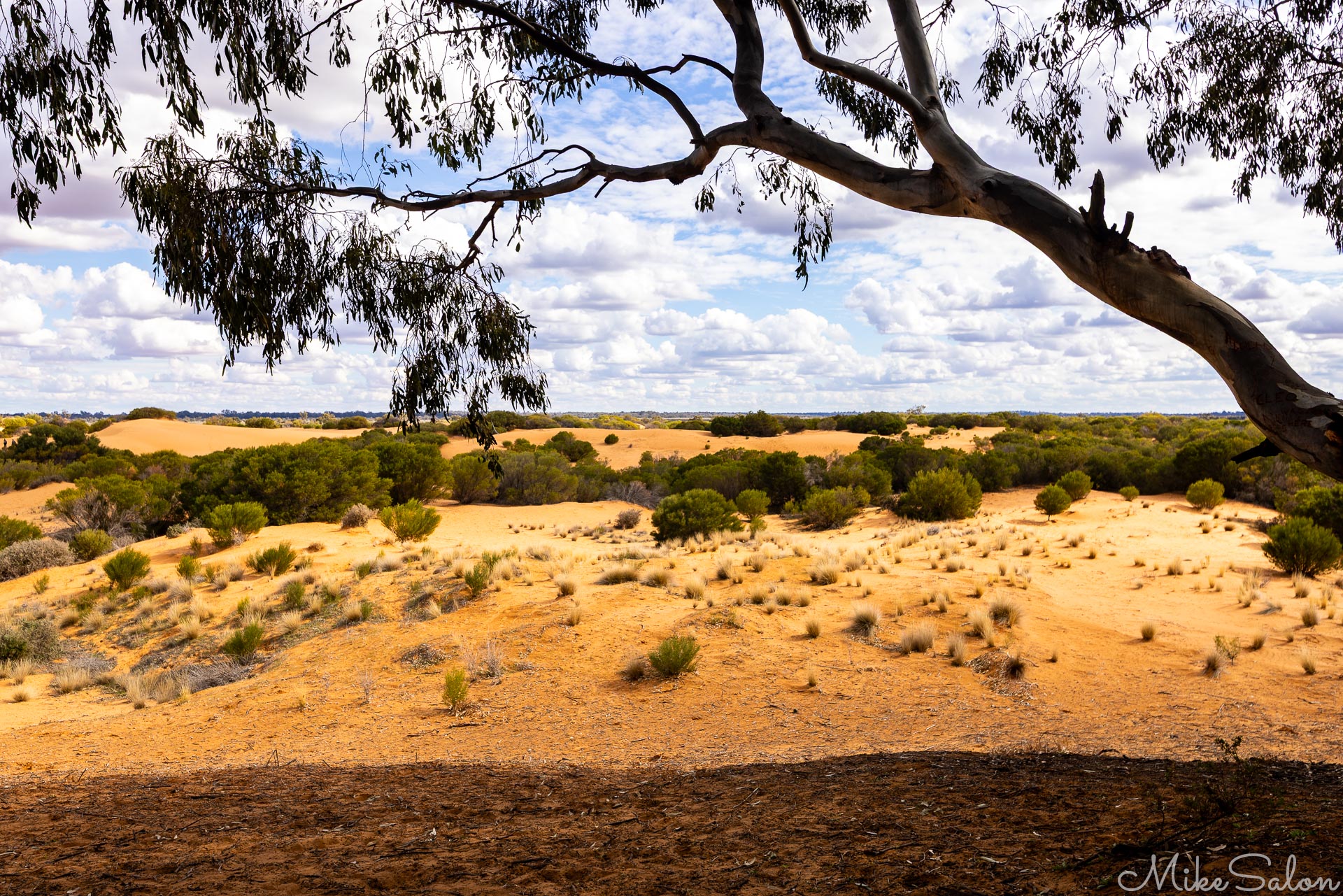 Tree branch in foreground overlooking sandy dunes and blue sky.