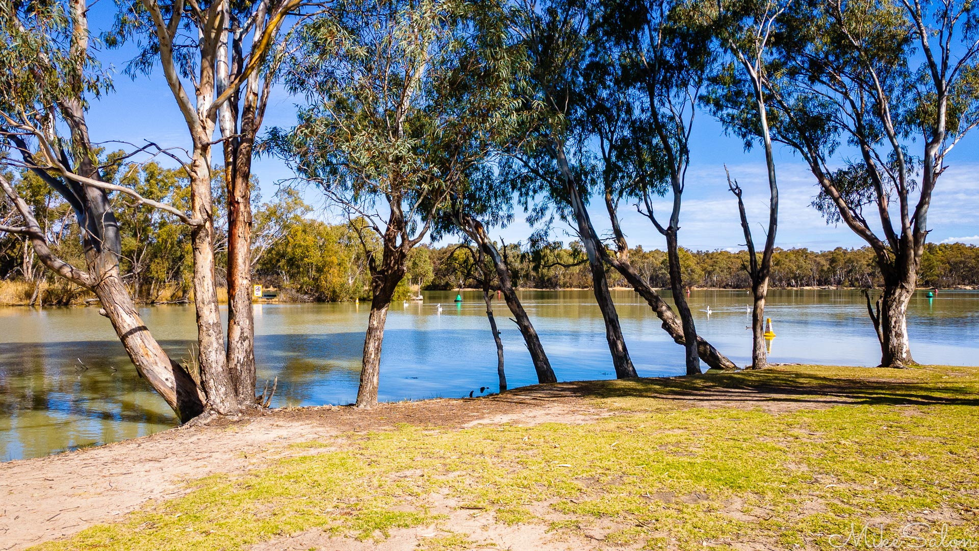 Riverbank with trees and calm water showing colour contrast between two rivers.