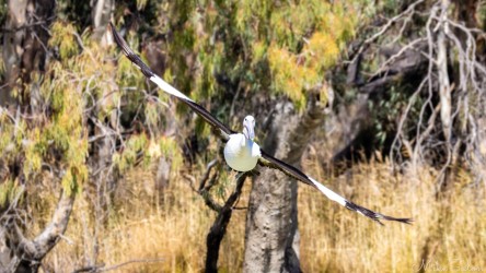 Large white pelican with wings spread approaching water surface near trees and reeds.