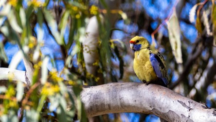 Small greenish‑yellow bird sitting on branch with blurred foliage background.