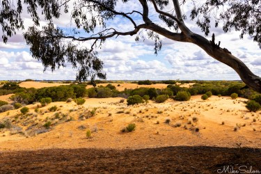 Tree branch in foreground overlooking sandy dunes and blue sky.