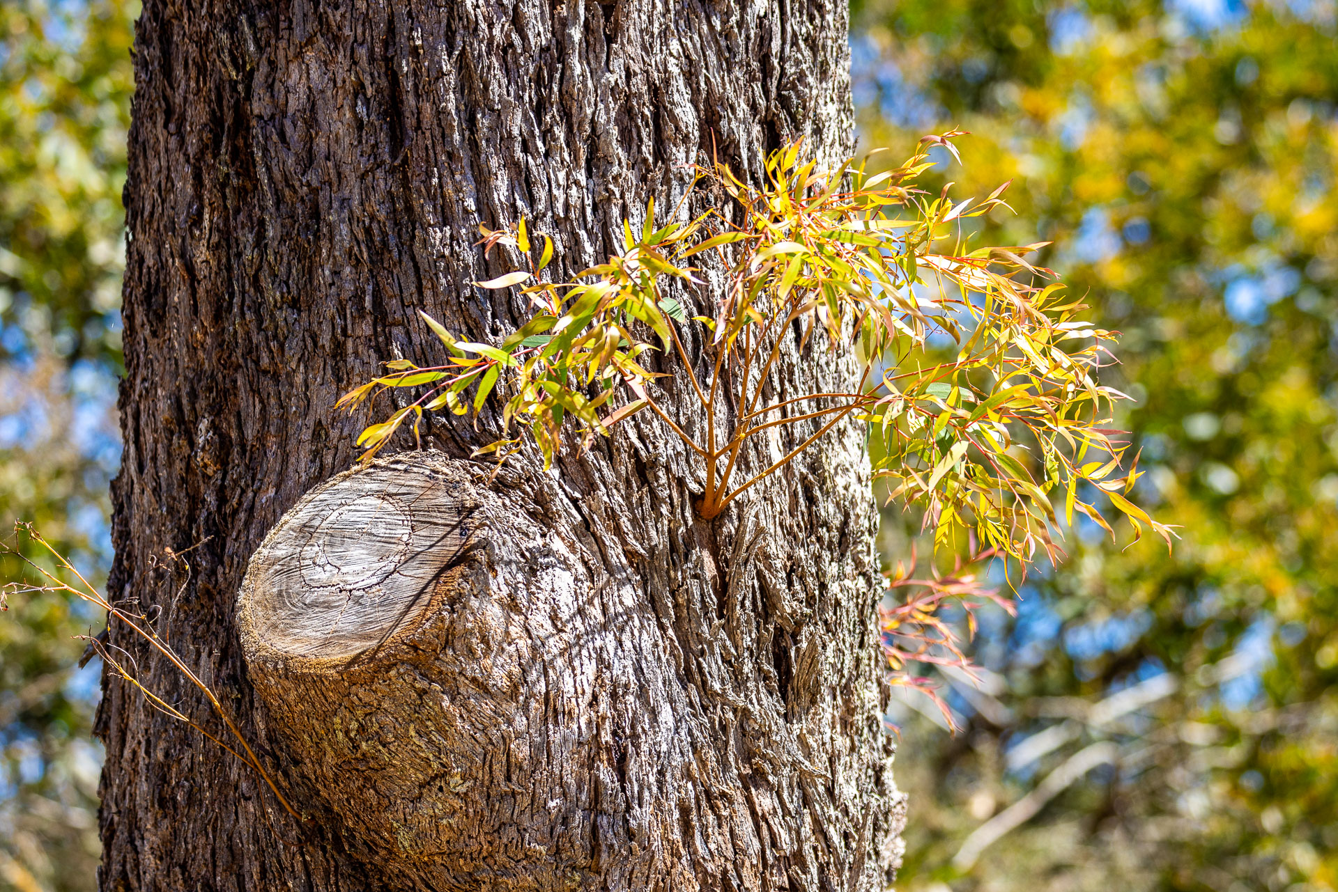 Old eucalypt sprouting new growth near a point of past stress. [5908]
