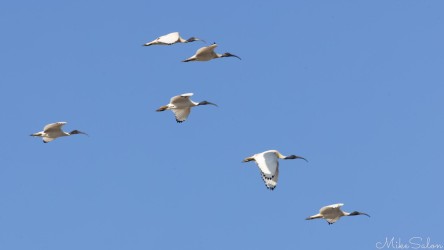 Six Australian White Ibis flying in formation against a clear blue sky above Taylor Square during the Sydney Marathon 2025.