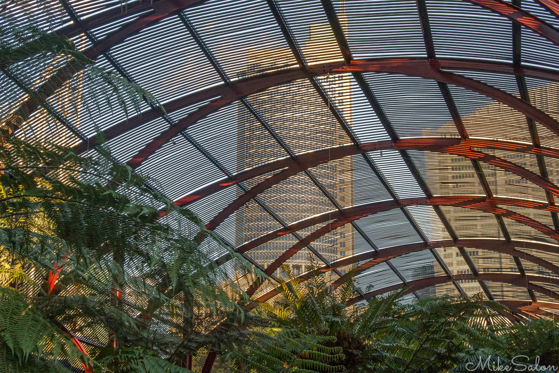 City Fernery : CBD seen from the Fernery at the Botanic Garden (DSC_2392.jpg)<br>Camera: NIKON 1 AW1