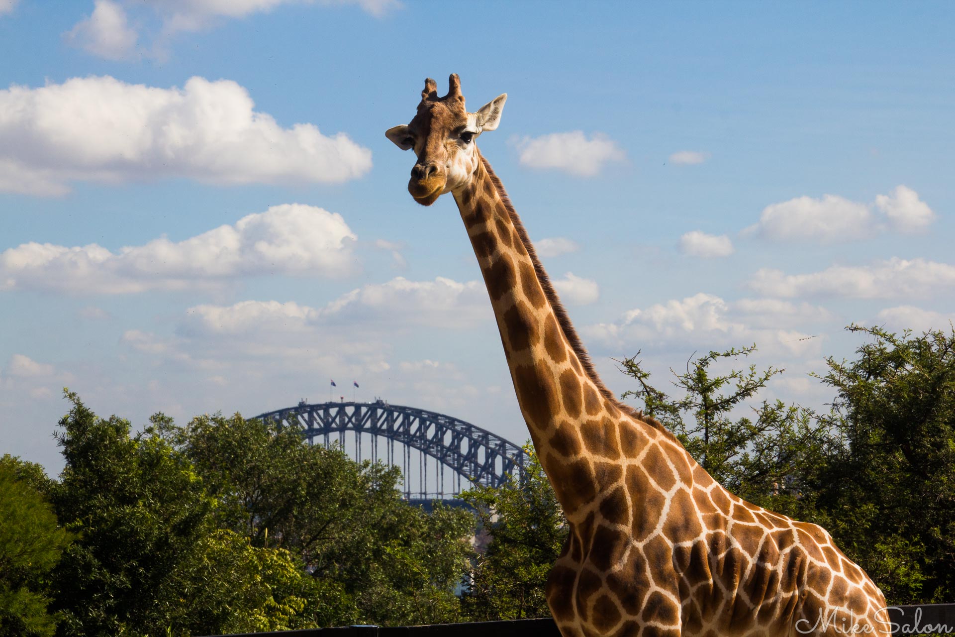 Higher View of Sydney : Giraffe with fabulous view of Sydney Harbour Bridge. (IMG_1706.jpg)<br>Camera: Canon EOS 60D