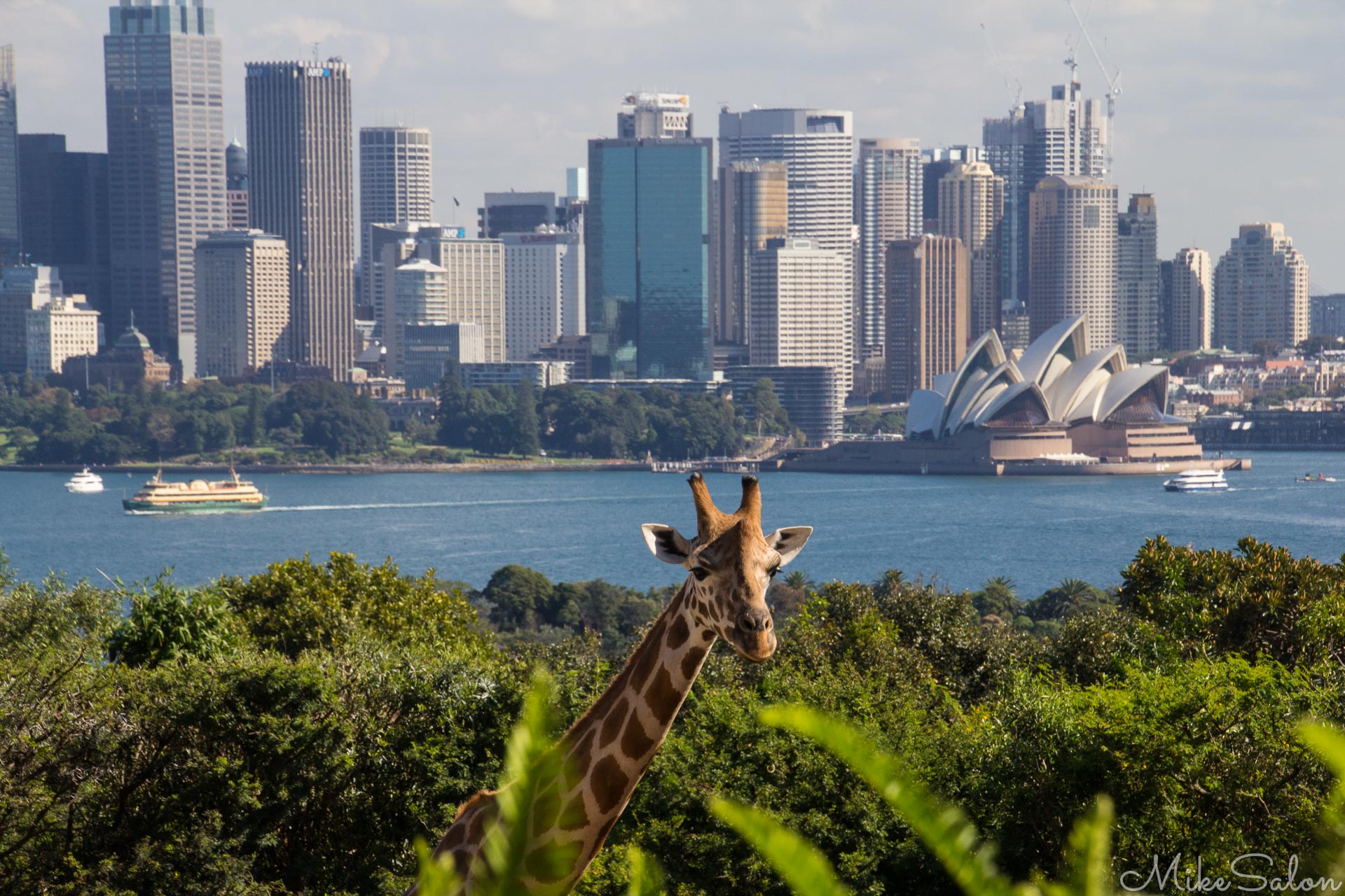Sydney CBD from Taronga Park Zoo : They say the animals at Taronga Zoo have the best view in the world! (IMG_1739.jpg)<br>Camera: Canon EOS 60D