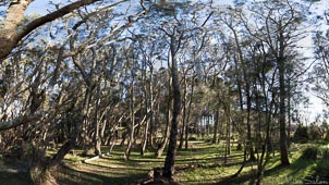 Coastal Forest : Inside a spotted gum forest beside the Pacific Ocean on the NSW South Coast. (_D0A7447Pano.jpg)