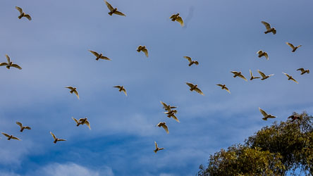 Flock of white corellas flying in loose formation against a blue sky with scattered clouds above river gums at Layfield Lane.
