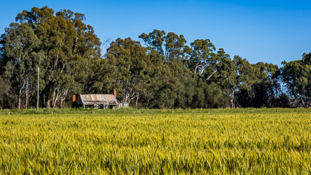 Rustic corrugated‑iron shed with brick chimneys beside a wheat field and tall river gums at Perricoota Station.