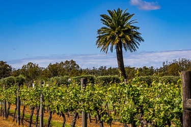 Grapevines and olive trees under a blue sky with a tall palm at Murray Gums Estate, Moama.