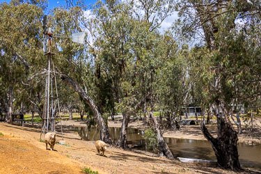 Windmill and grazing sheep beside a billabong surrounded by river gums at Murray Gums Estate.