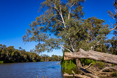 Murray River near Moama with a large gum tree leaning over the water, a cut fallen trunk in the foreground, and clear blue sky reflected in the river bordered by dense eucalyptus forest.