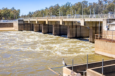 Downstream view of Torrumbarry Weir showing turbulent water flow through concrete gates and a pelican perched near the fish ladder, surrounded by river gums.