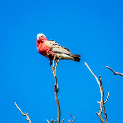 Galah perched on the tip of a bare tree branch against a deep blue sky, with pink chest feathers noticeably ruffled.